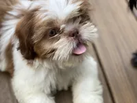 Little Eva, a female Shih Tzu for sale in Troy, MI – 7 of 10
