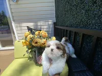 Astro, a male Shih Tzu for sale in Troy, MI – 3 of 9