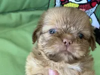 Diva, a female Shih Tzu for sale in Troy, MI – 3 of 7