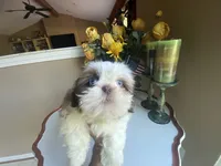 Little Vinny, a male Shih Tzu for sale in Troy, MI – 4 of 9