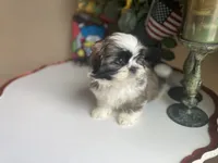 Little Teddy, a male Shih Tzu for sale in Troy, MI – 2 of 10