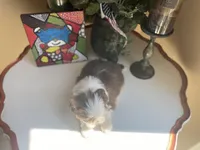 Stella, a female Shih Tzu for sale in Troy, MI – Photo 8 of 8