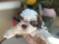 Stella, a female Shih Tzu for sale in Troy, MI – Photo 2 of 8