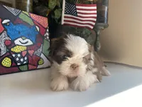 Stella, a female Shih Tzu for sale in Troy, MI – Photo 5 of 8