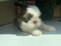 Stella, a female Shih Tzu for sale in Troy, MI – Photo 7 of 8