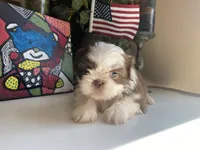 Stella, a female Shih Tzu for sale in Troy, MI – Photo 3 of 8