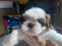 Stella, a female Shih Tzu for sale in Troy, MI – Photo 4 of 8