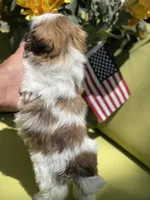 Cupcake, a female Shih Tzu for sale in Troy, MI – 5 of 10