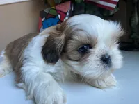 Stunning Baron 💙🌟, a male Shih Tzu for sale in Troy, MI – Photo 6 of 9