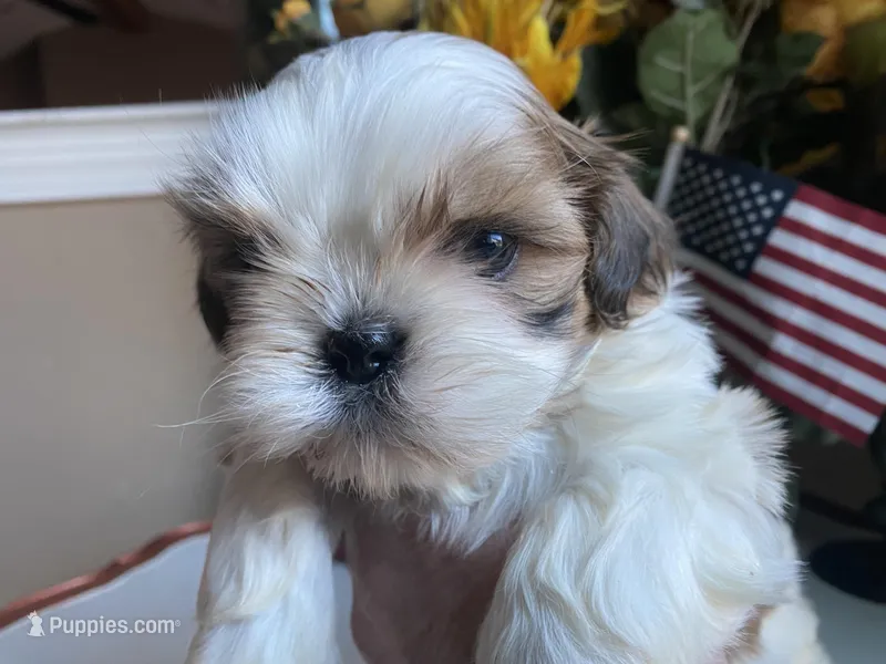 Stunning Baron 💙🌟, a male Shih Tzu for sale in Troy, MI – Photo 1 of 9