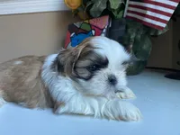 Stunning Baron 💙🌟, a male Shih Tzu for sale in Troy, MI – Photo 7 of 9