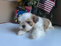 Stunning Baron 💙🌟, a male Shih Tzu for sale in Troy, MI – Photo 3 of 9