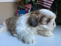 Stunning Baron 💙🌟, a male Shih Tzu for sale in Troy, MI – Photo 9 of 9