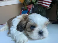 Stunning Baron 💙🌟, a male Shih Tzu for sale in Troy, MI – Photo 5 of 9