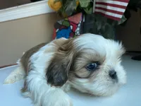 Stunning Baron 💙🌟, a male Shih Tzu for sale in Troy, MI – Photo 2 of 9