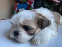 Stunning Baron 💙🌟, a male Shih Tzu for sale in Troy, MI – Photo 4 of 9