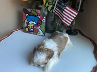 Stunning Baron 💙🌟, a male Shih Tzu for sale in Troy, MI – Photo 8 of 9