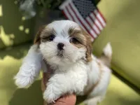 Astro, a male Shih Tzu for sale in Troy, MI – 1 of 9