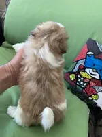 Simba, a male Shih Tzu for sale in Troy, MI – 7 of 7