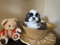 Little Teddy, a male Shih Tzu for sale in Troy, MI – 2 of 10
