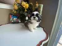 Little Teddy, a male Shih Tzu for sale in Troy, MI – 6 of 10