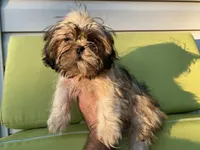 Little Lucky, a male Shih Tzu for sale in Troy, MI – 8 of 10
