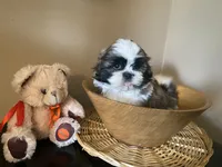 Little Teddy, a male Shih Tzu for sale in Troy, MI – 10 of 10