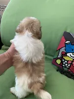 Milo, a male Shih Tzu for sale in Troy, MI – 7 of 7