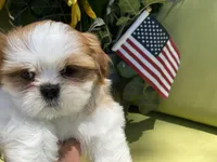 Bruno, a male Shih Tzu for sale in Troy, MI – 2 of 9