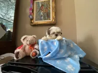 Little Romeo, a male Shih Tzu for sale in Troy, MI – 2 of 10