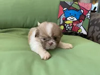 Milo, a male Shih Tzu for sale in Troy, MI – 5 of 7