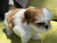 Bruno, a male Shih Tzu for sale in Troy, MI – 7 of 9