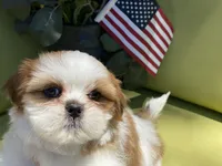 Bruno, a male Shih Tzu for sale in Troy, MI – 4 of 9