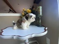 Little Vinny, a male Shih Tzu for sale in Troy, MI – 9 of 9