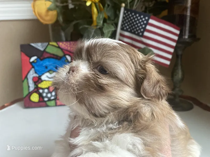 Little Cherry 🩷🌟, a female Shih Tzu for sale in Troy, MI – Photo 1 of 7
