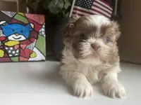 Little Cherry 🩷🌟, a female Shih Tzu for sale in Troy, MI – Photo 7 of 7