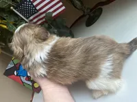 Little Cherry 🩷🌟, a female Shih Tzu for sale in Troy, MI – Photo 3 of 7