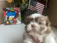 Little Cherry 🩷🌟, a female Shih Tzu for sale in Troy, MI – Photo 4 of 7