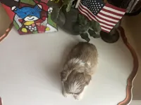 Little Cherry 🩷🌟, a female Shih Tzu for sale in Troy, MI – Photo 2 of 7