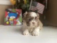 Little Cherry 🩷🌟, a female Shih Tzu for sale in Troy, MI – Photo 5 of 7