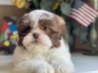 Gucci, a male Shih Tzu for sale in Troy, MI – 3 of 9