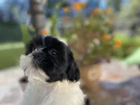 Bebe, a female Shih Tzu for sale in Troy, MI – Photo 2 of 8