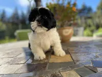 Bebe, a female Shih Tzu for sale in Troy, MI – Photo 7 of 8