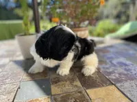 Bebe, a female Shih Tzu for sale in Troy, MI – Photo 3 of 8