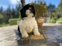 Bebe, a female Shih Tzu for sale in Troy, MI – Photo 6 of 8