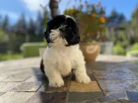 Bebe, a female Shih Tzu for sale in Troy, MI – Photo 5 of 8