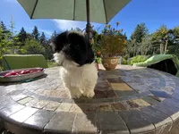 Bebe, a female Shih Tzu for sale in Troy, MI – Photo 8 of 8