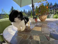 Bebe, a female Shih Tzu for sale in Troy, MI – Photo 1 of 8