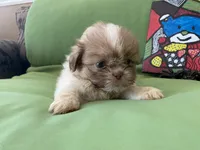 Milo, a male Shih Tzu for sale in Troy, MI – 2 of 7