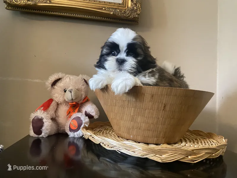 Little Teddy – Shih Tzu puppy for sale in Troy, MI